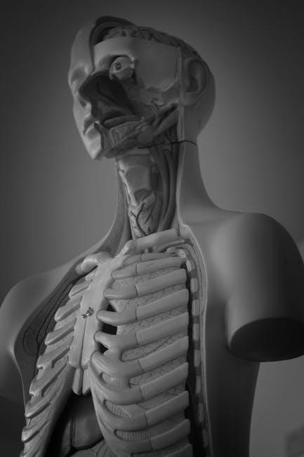 anatomy and physiology coloring workbook answers pdf