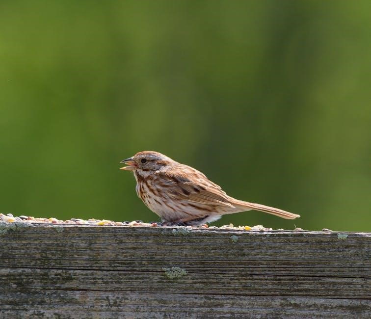 backyard birdsong guide