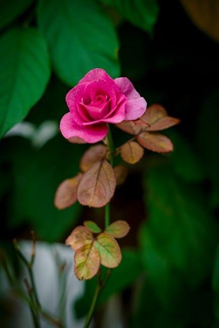 una corte de rosas y espinas pdf