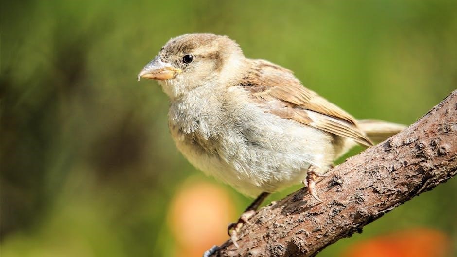 his eye is on the sparrow hymn pdf
